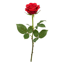 Single red rose stem isolated on transparent background
