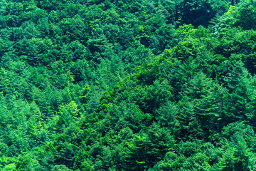 mountain covered with trees