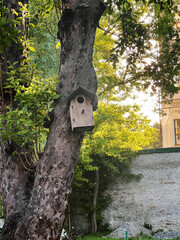 Evening sun rays on green grass. tree with birdhouse, old park Kyiv Ukraine