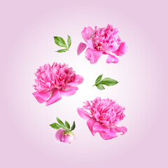 Fototapeta premium Beautiful peony flowers and green leaves falling on pink gradient background