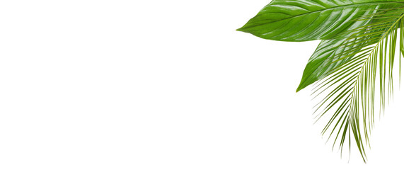 Fresh green tropical leaves on white background