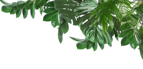 Fresh green tropical leaves on white background
