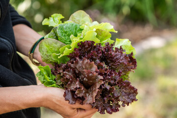 Freshly harvested lettuce mix from the garden