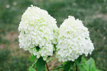 White Hydrangea Little Spooky in Summer Garden