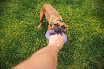 Brown Boxer dog fiercely pulls on a purple ring toy held by a person during an energetic game of...