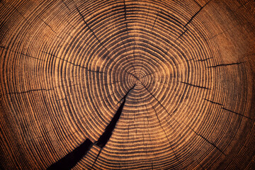wood texture barn, stump surface cutaway background