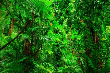 Deep in the Jungle, rainforest park in Edge Hill, Far North Queensland, Australia