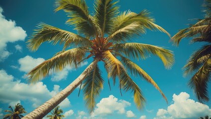 Coconut Tree With Blue Sky Background.. With Empty Copy Space For Text
