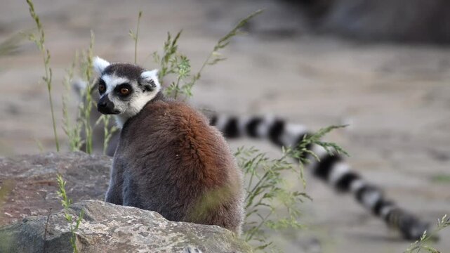 Cute Lemur Catta Family Plays Near Iconic Baobab Tree in Madagascar During Sunset in Super Slow Motion