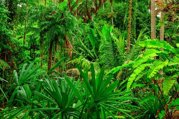 Deep in the Jungle, rainforest park in Edge Hill, Far North Queensland, Australia
