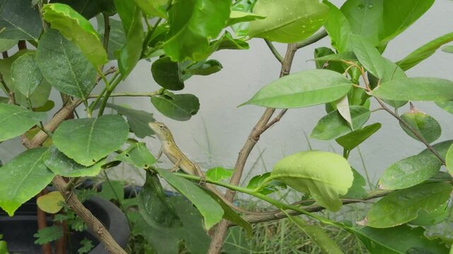Lizard resting on green leaves in a backyard garden. The lizard blends into the natural environment, demonstrating camouflage behavior.