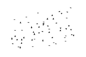 png herd of birds fly on clear backgroung