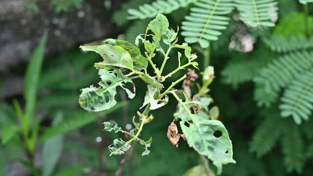 Rose leaves having damaged from leaf cutter bees (Megachile rotundata) or worm. A leaf may have a single disk removed or several.