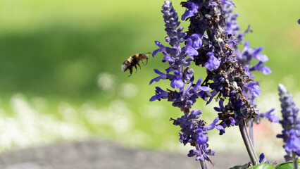 Bee with flowers
