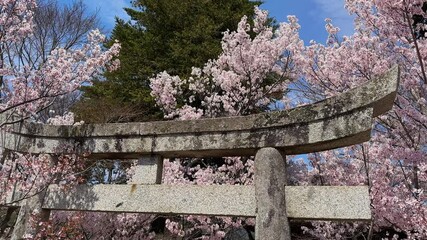 Stone torii gate framed by vibrant cherry blossoms in full bloom.  A serene scene of spring in Japan, showcasing the beauty of nature and traditional architecture. - Powered by Adobe