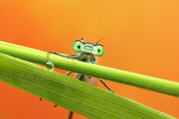 Coenagrionidae moth on straw