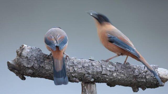 Two Rufous Sibias feeding off from a wooden bird feeder