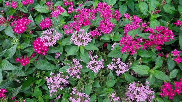 A dense bed of vibrant pink and soft light purple Pentas flowers with lush green foliage creates a beautiful and colorful floral tapestry in a garden.