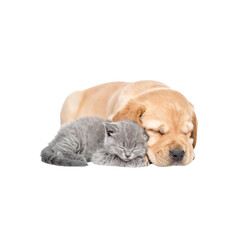 Cute Bordeaux Mastiff puppy lying on a white background