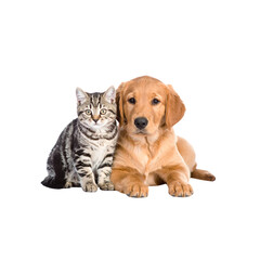 Fototapeta premium Golden retriever puppy and a kitten, adorable domestic pets, sitting on a white background