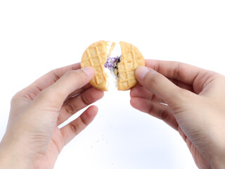Hands breaking a round cookie filled with purple and white filling, isolated on a white background