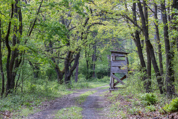 Forest road in springtime next to the hunting lodge
