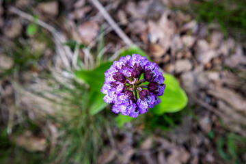 Wild orchid Lady Orchid (Orchis purpurea), from above in springtime in the forest