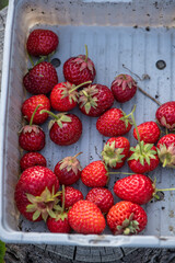 Freshly picked strawberries in harvest tray – summer in a self-sufficient garden