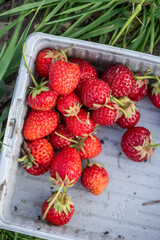 Freshly picked strawberries in harvest tray – summer in a self-sufficient garden