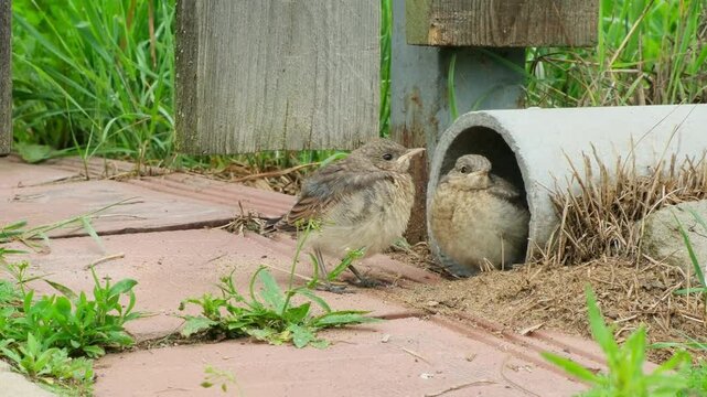 Two small nestlings of the Northern wheatear (Oenanthe oenanthe) communicate with each other