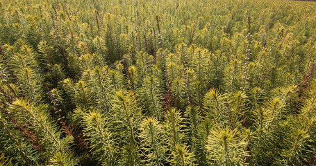 Young plants for forest restoration. Green seedlings of coniferous trees.