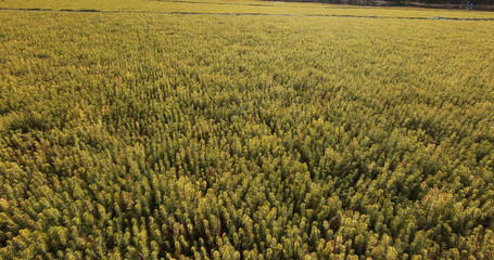Young plants for forest restoration. Green seedlings of coniferous trees.