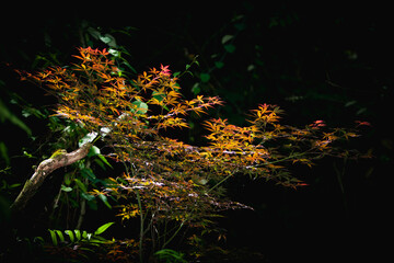 ‌Fiery maple foliage ignited by sunlight
