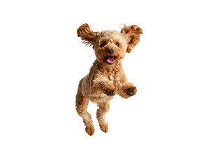 Happy dog jumping in the air with joy.