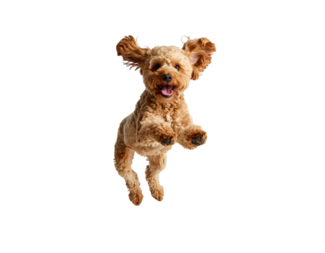 Happy dog jumping in the air with joy.