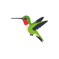 Obraz premium Hummingbird Flying Illustration Colorful Bird Nature Wildlife Vector Graphic