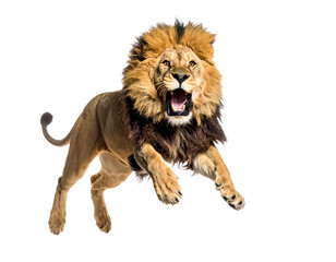 Obraz premium Majestic lion leaping in vibrant action.