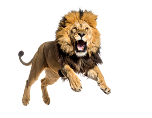 Majestic lion leaping in vibrant action.