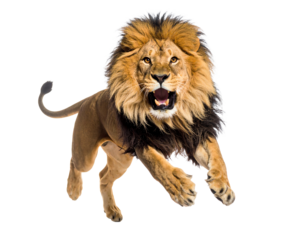 Majestic lion leaps with fierce determination.