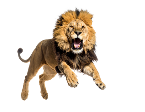 Majestic lion leaping in vibrant action.