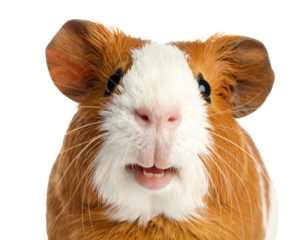 Cute guinea pig with a playful expression