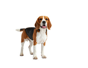 Playful beagle dog standing confidently.
