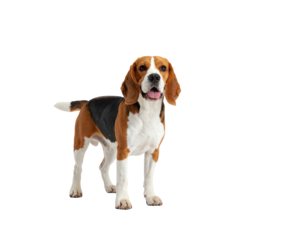 Playful beagle dog standing confidently.
