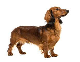 Dachshund dog standing proudly and alert.