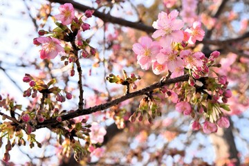 Close-up of Cherry Blossoms in Full Bloom under Blue Sky