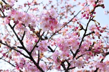 Early Blooming Cherry Blossoms with Buds on Branches