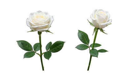 Two white rose blossoms with green leaves isolated on transparent background