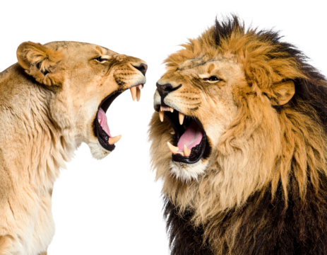A fierce lion and lioness roaring at each other.