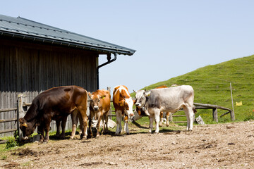 A herd of diverse cows grazes near a weathered wooden barn on a sun-drenched, green hillside. The...