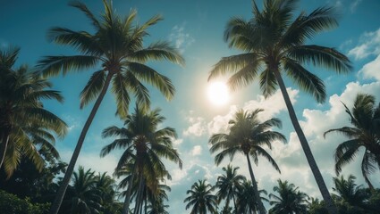 Palm Trees Blue Sky Sun Summer Tropics Vacation with Empty Copy Space for Text